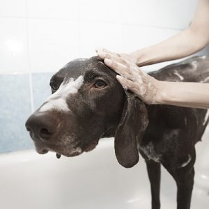 toilettage-roxy-hygiene-chien